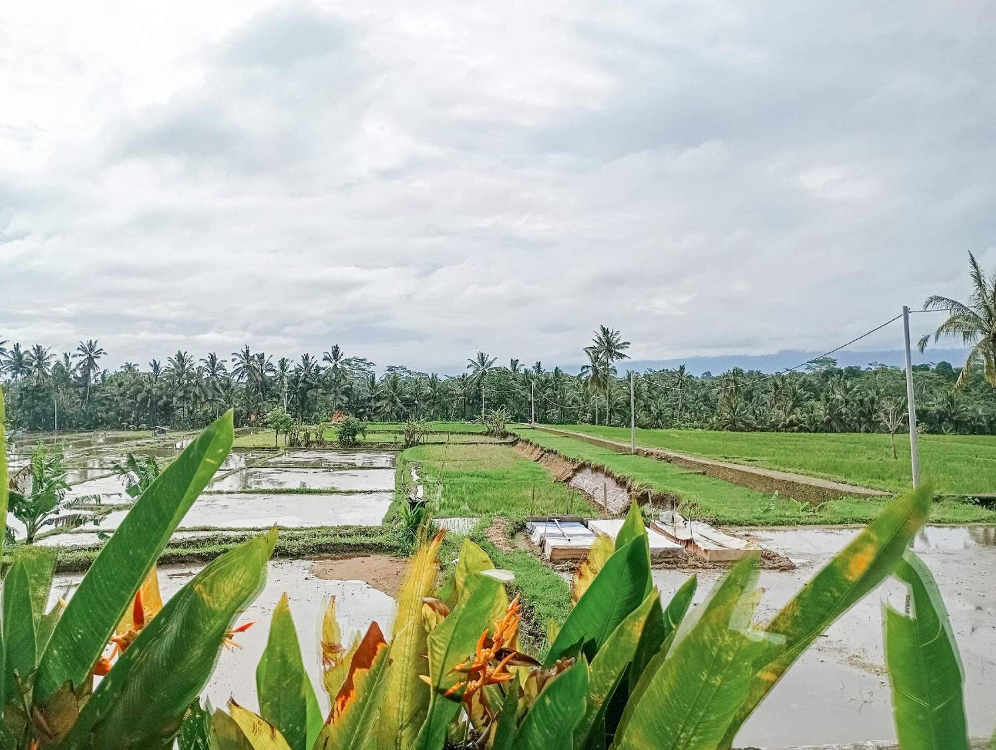 Nyoman Sandat House 1 Ubud Buitenkant foto