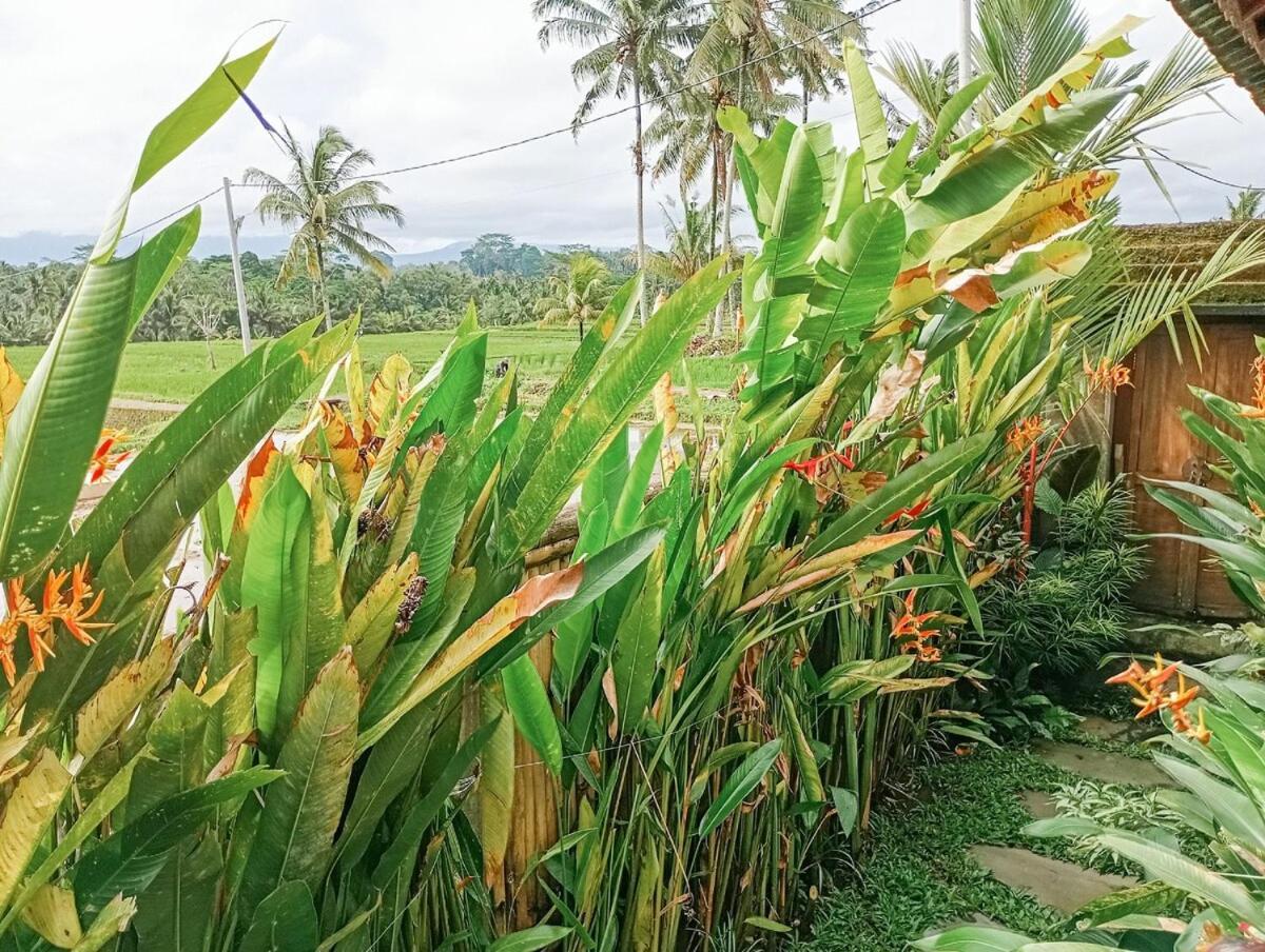 Nyoman Sandat House 1 Ubud Buitenkant foto